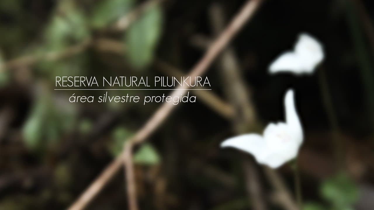 Reserva Natural Pilunkura